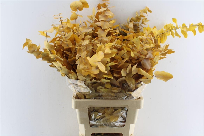 Euca Stuartiana Stab. Yellow