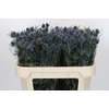 Eryngium Blue Dynamite