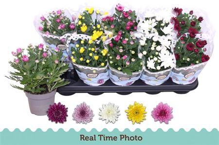 <h4>Chrys Gevuldbl Gem</h4>