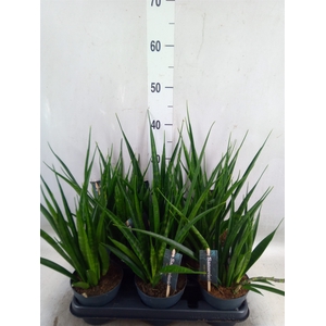 Sansevieria kirkii 'Friends'