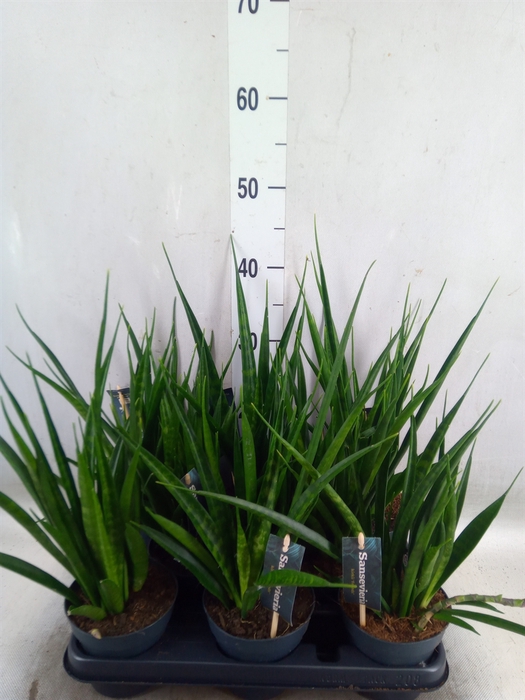 <h4>Sansevieria kirkii 'Friends'</h4>