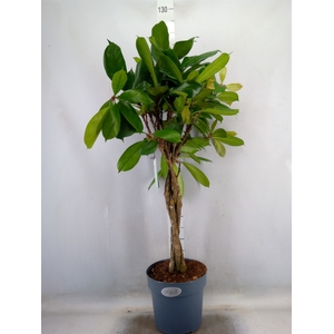 Ficus cyathistipula