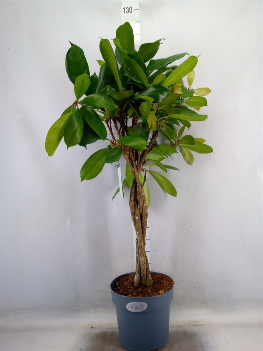 <h4>Ficus cyathistipula</h4>