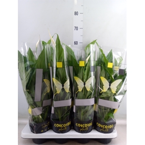 Spathiphyllum  'Sweet Chico'