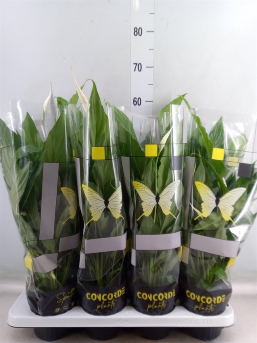 <h4>Spathiphyllum  'Sweet Chico'</h4>