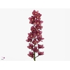 Cymbidium Toledo 80 cm Super Koningshof