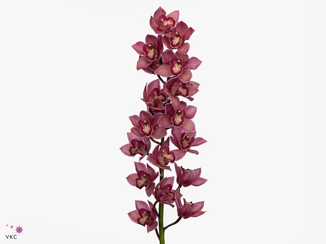 Cymbidium Toledo 80 cm Super Koningshof