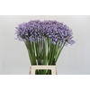 Agapanthus Silberpfeil