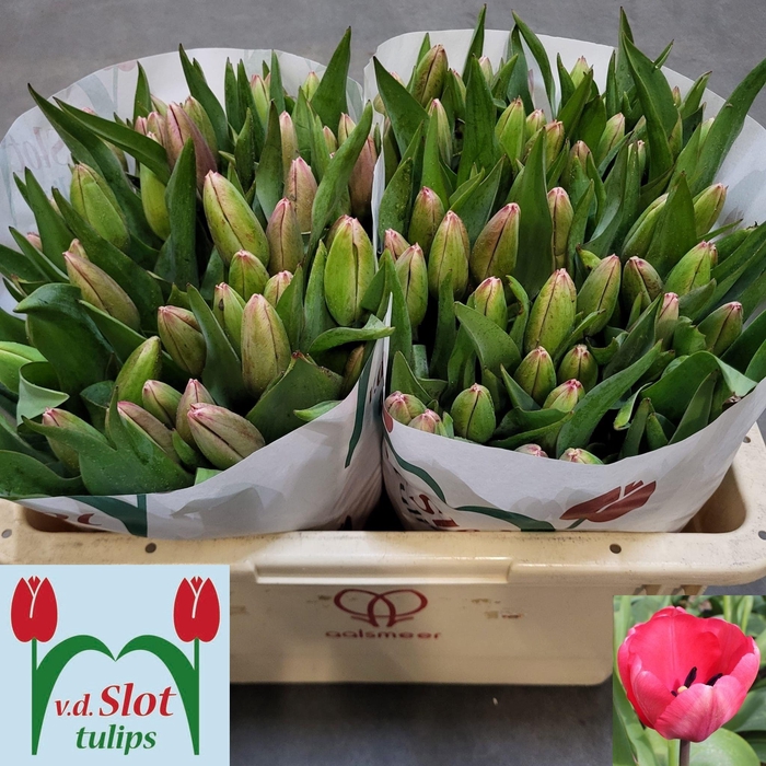 <h4>TU EN NIIGATA</h4>