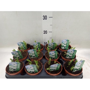 Galanthus nivalis   ...in pot