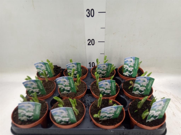 <h4>Galanthus nivalis   ...in pot</h4>