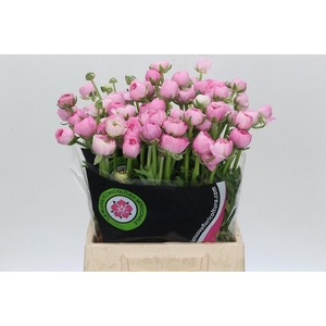 Ranunculus Charm Pink
