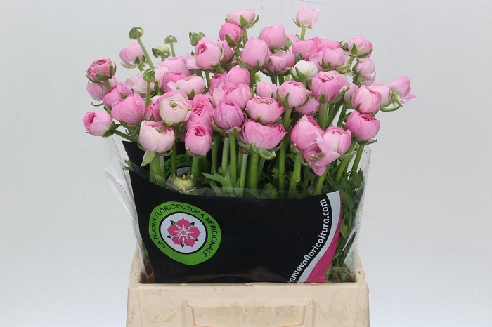 <h4>Ranunculus Charm Pink</h4>