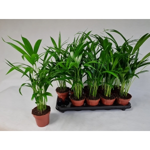 DYPSIS LUTESCENS