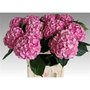 Hydr M Adora Rose 80 Cm