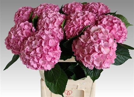 <h4>Hydr M Adora Rose 80 Cm</h4>