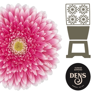 Gerbera Pomponi Power Ball Diamond