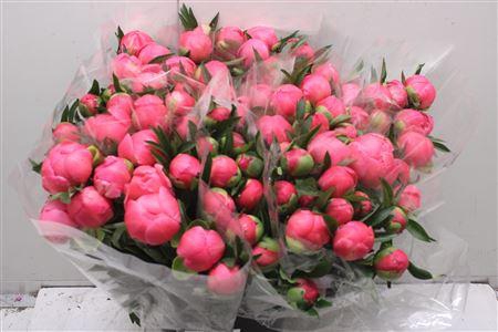 <h4>Paeo L Coral Sunset</h4>