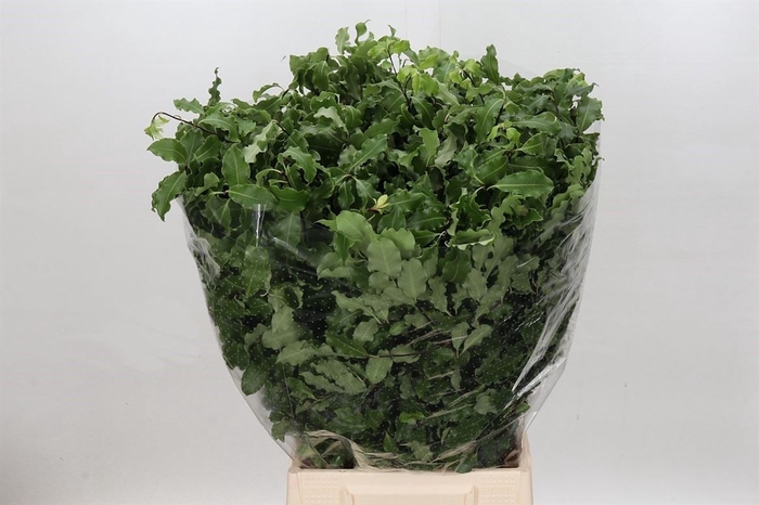 <h4>Pittosporum Groen P Bunch</h4>