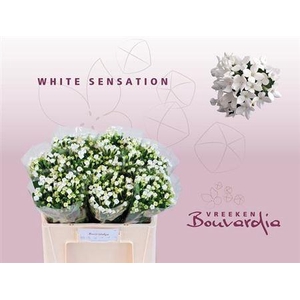 Bouv En Whi Sensation