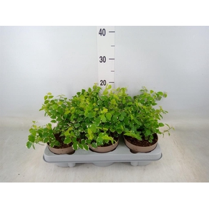 Ficus pumila 'White Sunny'