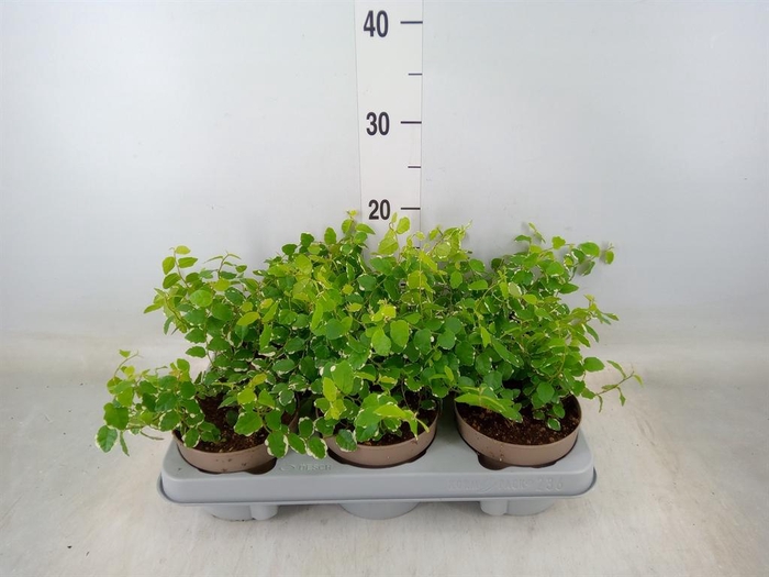 <h4>Ficus pumila 'White Sunny'</h4>