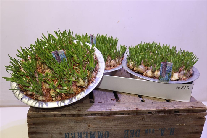 <h4>arr8 Muscar Atlantic In Zinken Schaal</h4>