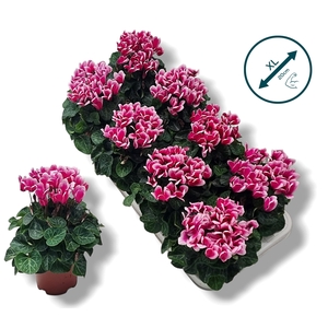 Cyclamen-FANTASIA ROZE