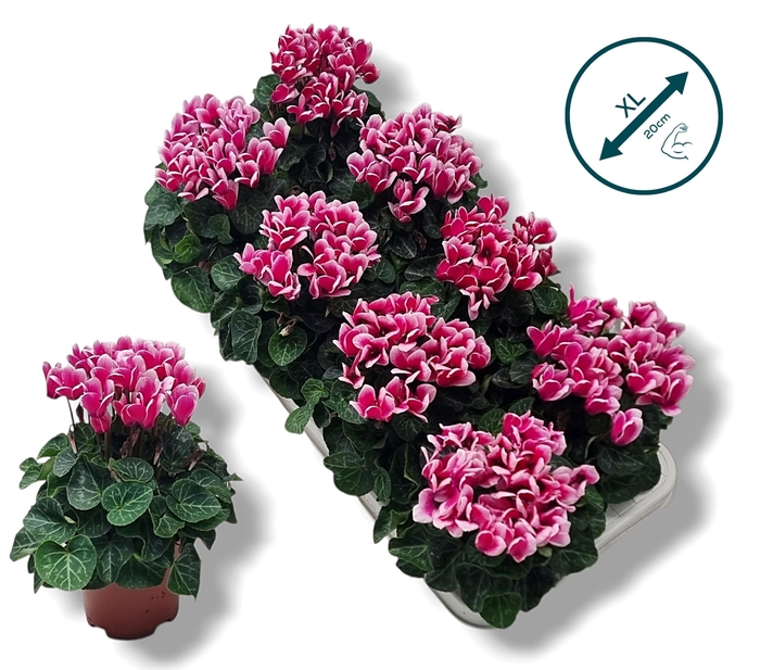 <h4>Cyclamen-FANTASIA ROZE</h4>