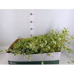 Hedera helix 'White Wonder'