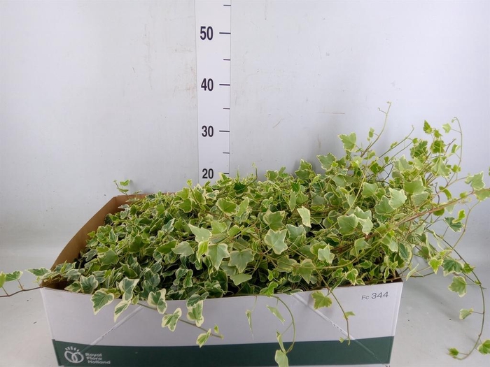 <h4>Hedera helix 'White Wonder'</h4>