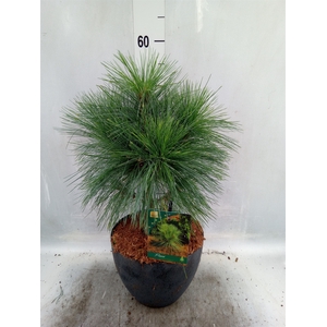 Pinus schwerinii