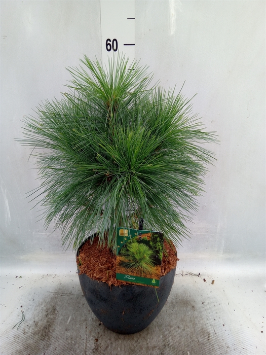 <h4>Pinus schwerinii</h4>