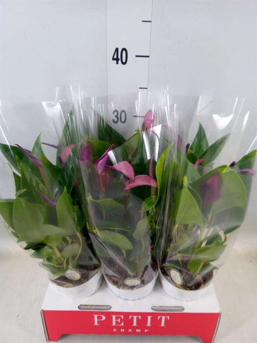 <h4>Anthurium  'Zizou'</h4>