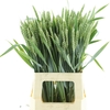 Triticum Aestivum