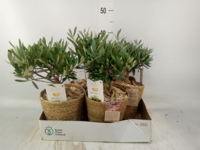 <h4>Arr.   Tuinplanten H%</h4>