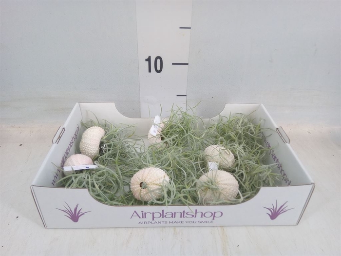 <h4>Arr.  Tillandsia L%</h4>