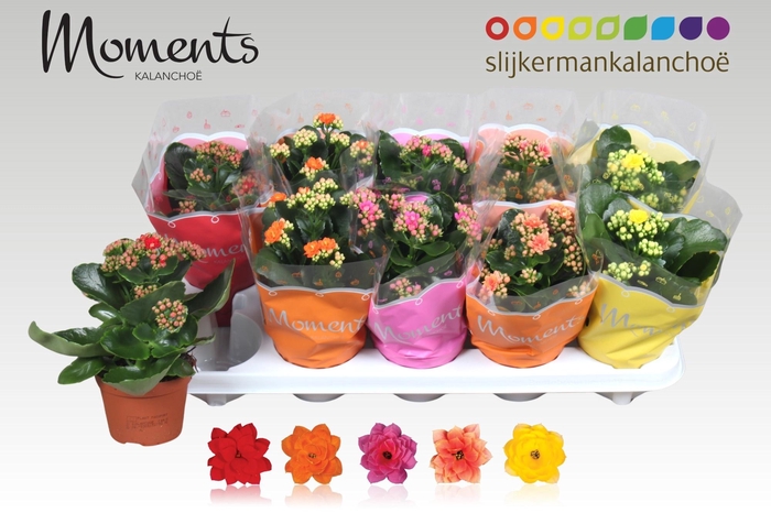 <h4>KAL GE GEM 5 KL</h4>