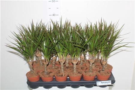 <h4>Dra Marginata</h4>