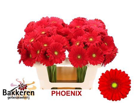 <h4>Ge Mi Phoenix</h4>