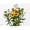 Helenium Sunny Flirt Meer en Drecht