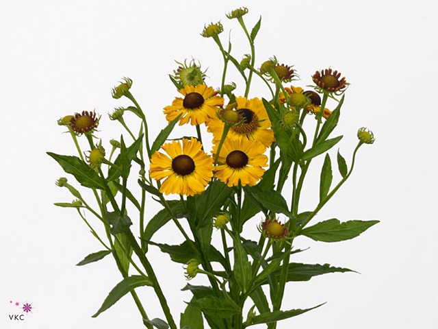 Helenium Sunny Flirt Meer en Drecht