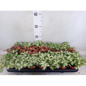 Fittonia   ...mix 3