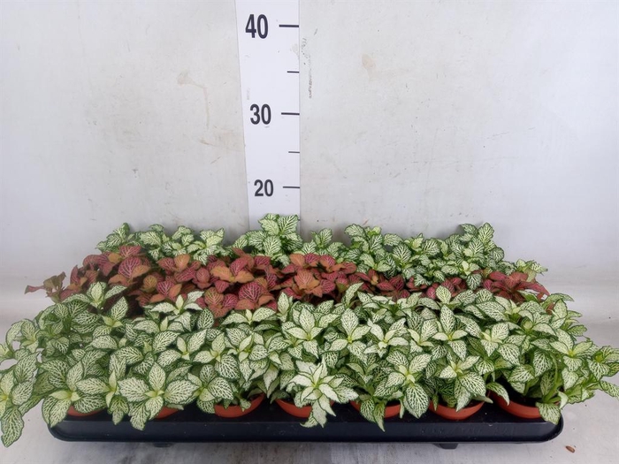 <h4>Fittonia   ...mix 3</h4>