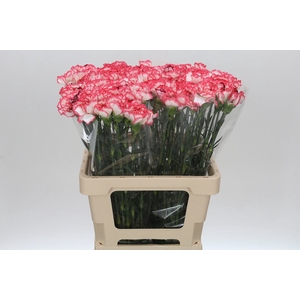 Dianthus St Poirot Bianco