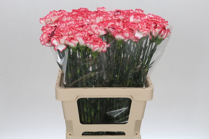 <h4>Dianthus St Poirot Bianco</h4>