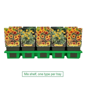 Heliopsis