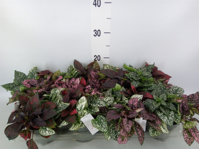 <h4>Hypoestes phyllo.   ...mix</h4>