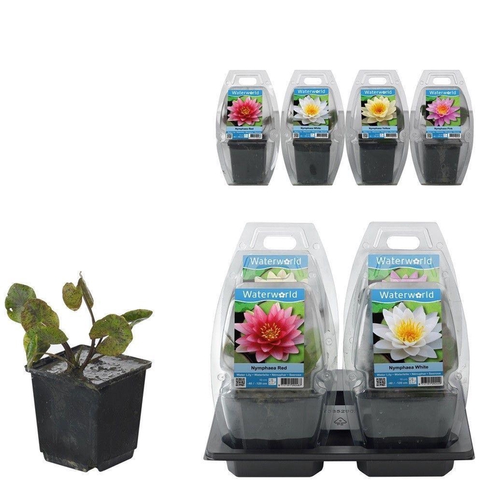 <h4>Nymphaea   ...</h4>