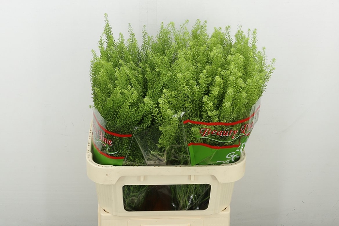 <h4>Lep Vi Green Dragon</h4>